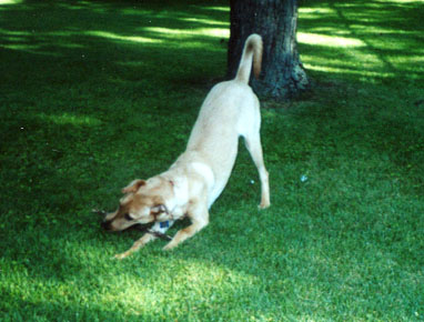 caseydog4.JPG (41289 bytes)