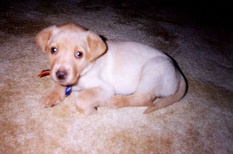 caseypup3.JPG (21229 bytes)