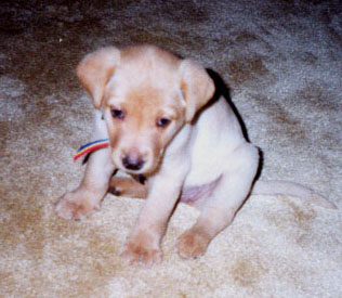 caseypup4.JPG (31323 bytes)