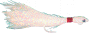01 - Peso: 5g, Comp: 6cm, Anzol: 11