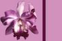 Orchid Set