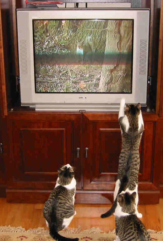 TV
