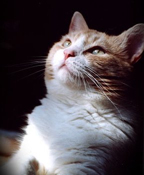 My wonderful Angel~ "Jasper"