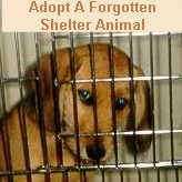 AdoptA Forgotten Shelter Animal