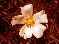 Cherokee Rose