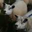 Sheep thumbnail