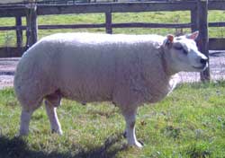 Ram JMGL64