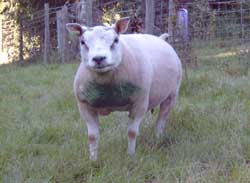 Ram JMGL79