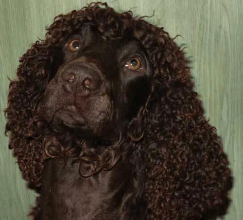 Irish Water Spaniel thumbnail