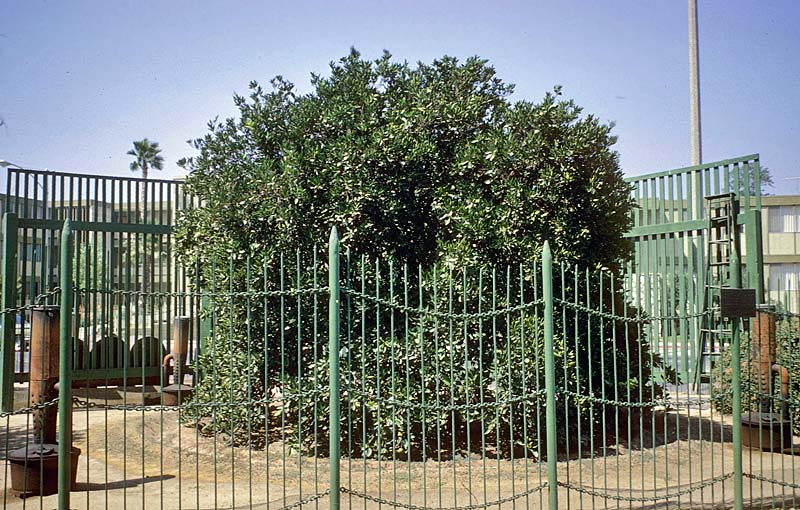 Packing Houses and Other Structures in Southern California