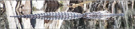 I'm just a log ........&nbsp; I'm just a harmless log.