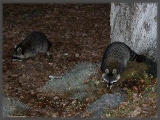 "I love having company over for dinner. Don't you, Bandit?"
