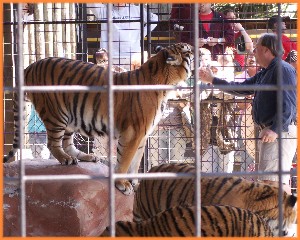 Amazing Cats Tiger Show