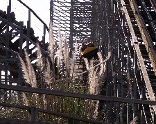 Cheetah - Wooden Coaster