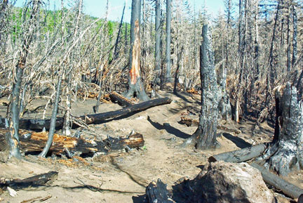 The trail barely visable in the burnt forest.