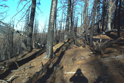 The burnt forest. See my shadow?