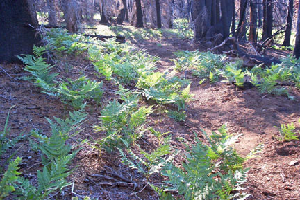 Faint PCT trail.