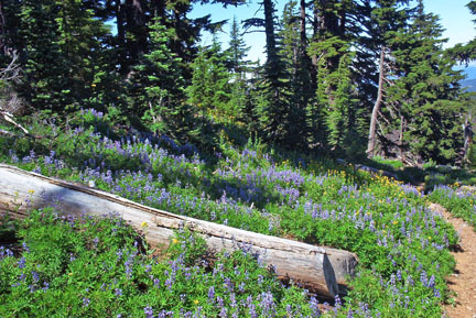 Nice meadow