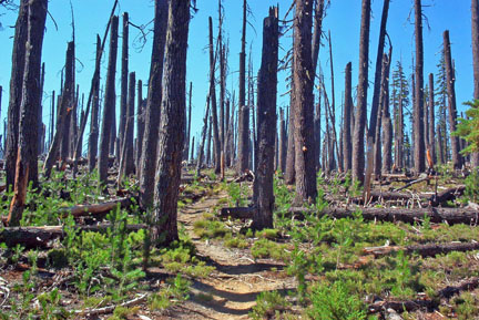 More burnt forest. (sad)