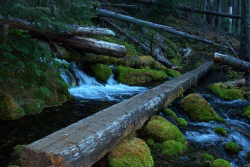 Easy log to get across creek.