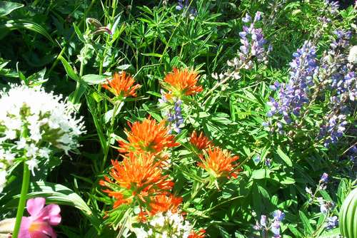 Close up of meadow flowers.