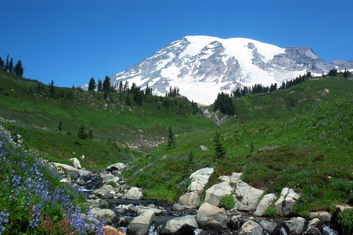 Mountain creek in meadow at Paradise.