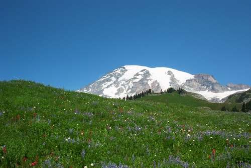 Mountain meadow at Paradise.