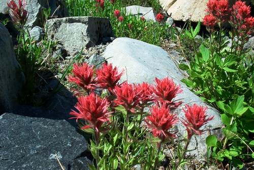 Red flowers in rock garden at Paradise.