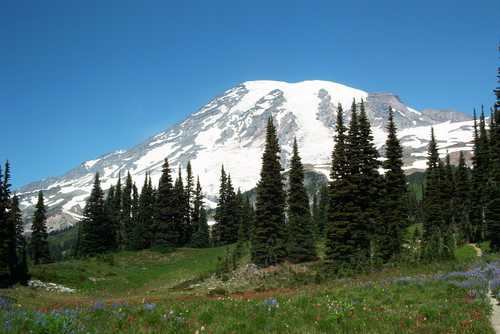 Meadows to trees to Mount Rainier.
