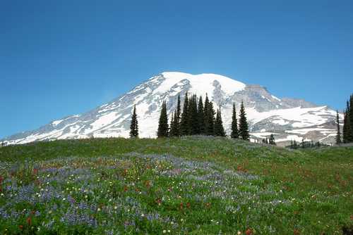 Flowering meadows to Mount Rainier.