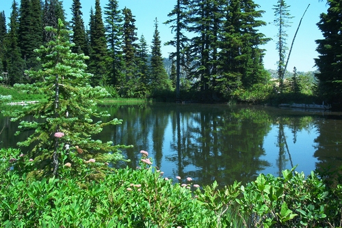 Pond near Paradise.