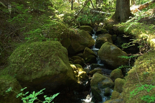 Mossy creek near Ohanapecosh.