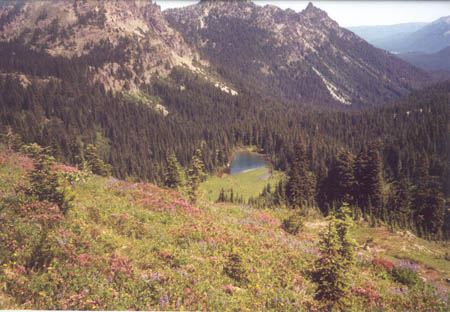 Meadow, probably looking south toward pond above Crag Lake.