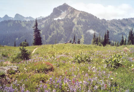 Meadow, just north of Dewey Lake and south of Chinook Pass.