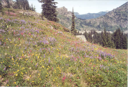 Flowers just south of south of Chinook Pass.