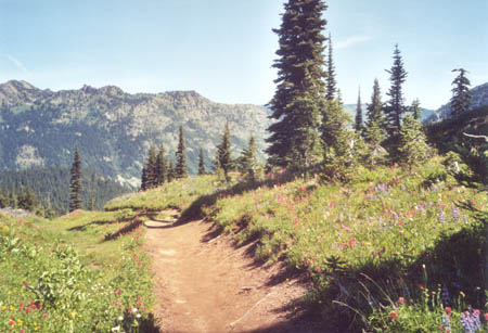 PCT just south of south of Chinook Pass.