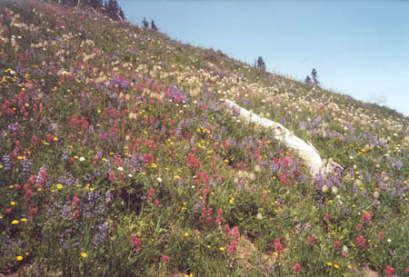Flowers on PCT south of Chinook Pass.