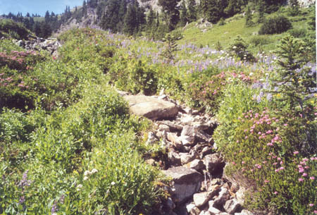 Dried creek bed south of Chinook Pass.