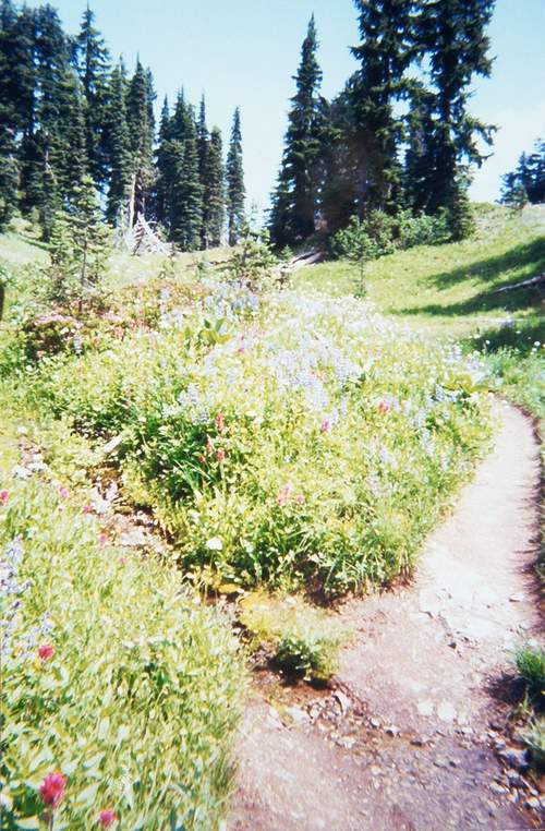 Chinook Pass flowers.