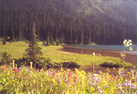 Meadows by Dewey Lake.