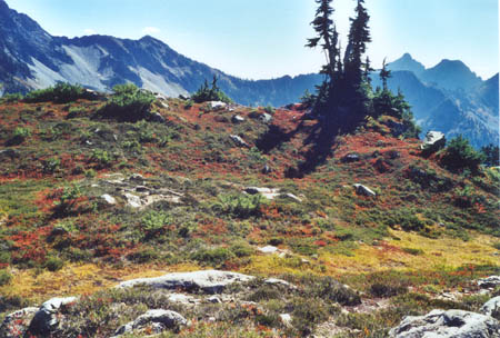 Fall colors beginning in the meadow on Sep 22, 98.