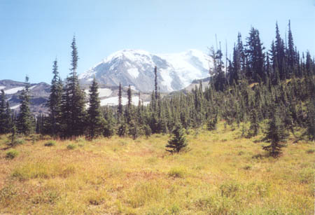 View of Mount Adams from PCT.