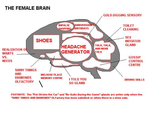 The Female Brain!