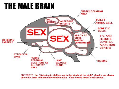 The Male Brain!
