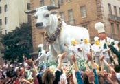 The Fatted Bull
