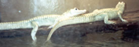 White Alligators at the Audubon Zoo