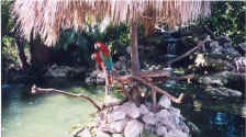 Parrots in the lobby, Melia Bavaro All Suites, Dominican Republic