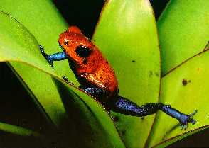 dendrobates pumilio
