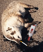 The Badger