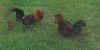 Chicken Fight.JPG (31950 bytes)